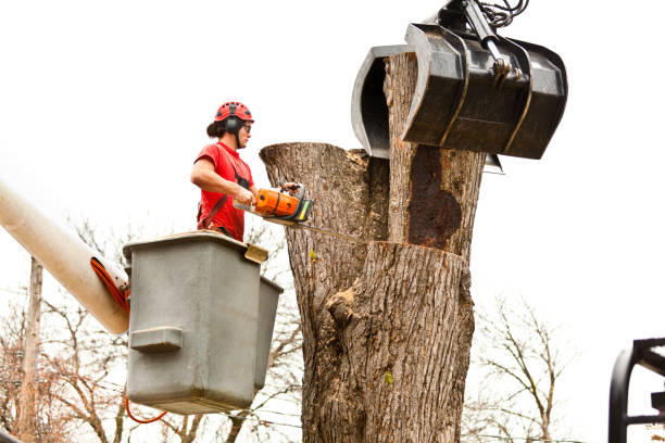 How Our Tree Care Process Works  in  Chatmoss, VA